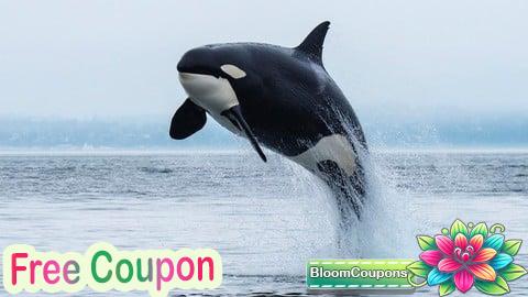 Formation Orcaflex pour débutants/étudiants/Ingénieurs