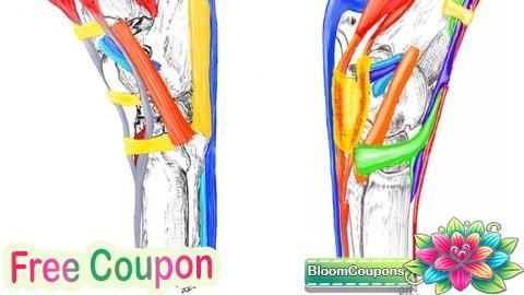 Tarso equino, anatomia, biomecánica y casos clínicos