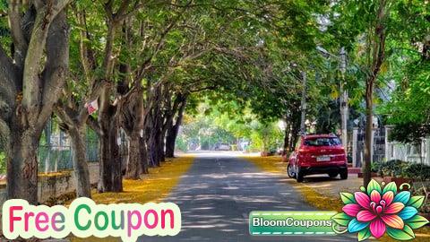 Urban Tree Planting