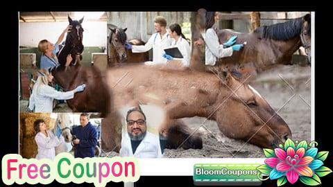 100% Free Coupon horse colic  what can we do