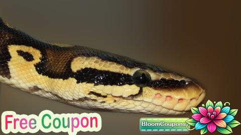 100% Free Coupon Python Development First Steps and Development IDE Platform