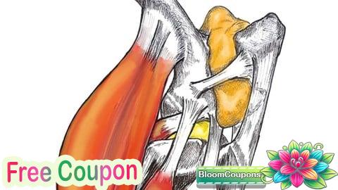 100% Free Coupon Región femoro tibio rotuliana, anatomia, biomecanica y casos