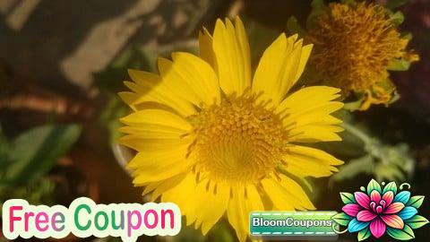 100% Free Coupon Unlock the Secrets of Polynomials: Command On Algebra inside