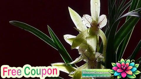 100% Free Coupon 郭丙端国画水墨画兰花课程 Chinese Ink Painting-Orchid Course by Bingduan